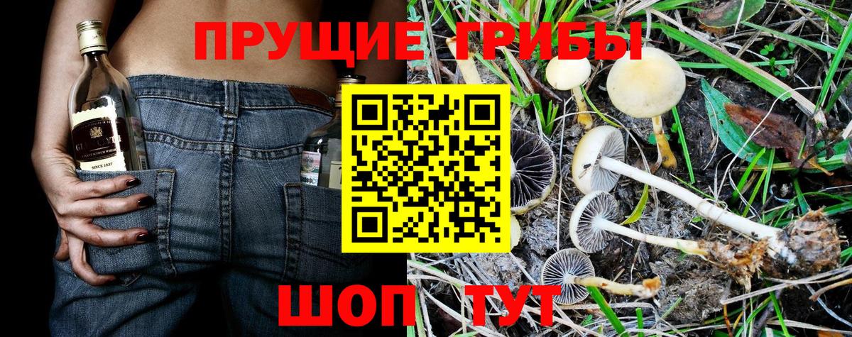 Псилоцибиновые грибы Cubensis Печора